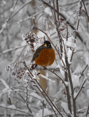 An American Robin bird perched on a thin tree branch in a snowy winter landscape at the Capilano River Regional Park in North Vancouver, British Columbia, Canada