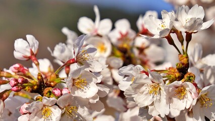 Cherry Blossoms in Gyeongju, Korea