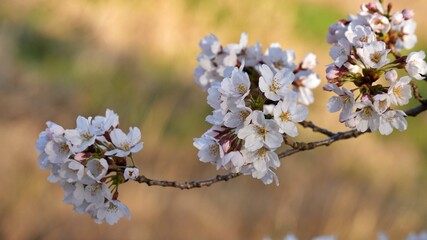 Cherry Blossoms in Gyeongju, Korea