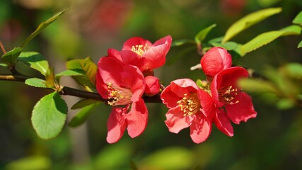 Sandanghwa flowers blooming in spring