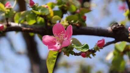 Korean quince flower