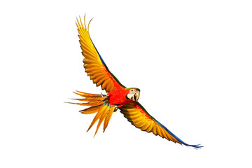 Colorful Harlequin macaw flying isolated on transparent background png file © Passakorn