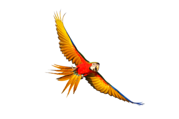 Colorful Harlequin macaw flying isolated on transparent background png file
