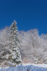Incredible winter landscape with snowcapped trees under bright sunny light in frosty morning with clear blue sky. Christmas snowy background with copy space