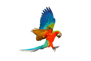 Colorful Harlequin macaw flying isolated on transparent background png file