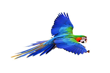 Colorful Harlequin macaw flying isolated on transparent background png file