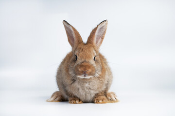 Rabbit isolated on a white background