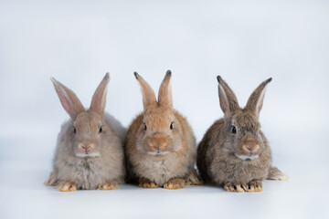 Rabbit isolated on a white background