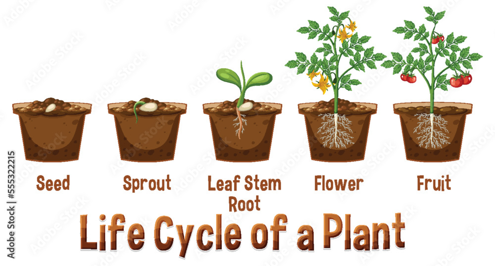 Sticker life cycle of a plant diagram