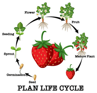 Life cycle of strawberry diagram
