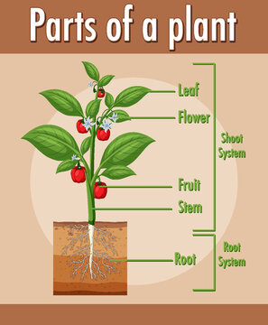 Diagram showing parts of a plant