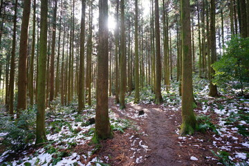 snowy cedar forest and fine path