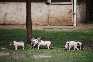 Happy piglets playing in the agrass at farm.