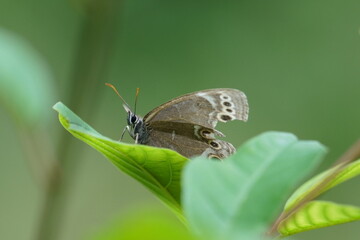butterfly on leaf