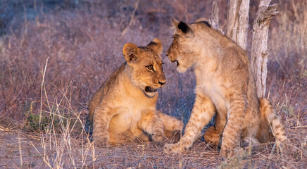 Fototapeta na wymiar Two young lion siblings in animated conversation while playing under a tree on the African savanna