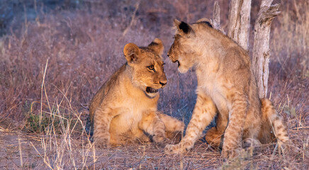 Two young lion siblings in animated conversation while playing under a tree on the African savanna