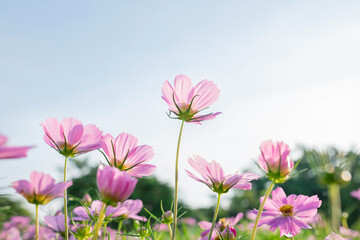 closeup nature view of cosmos flower  background. garden park and outdoor.