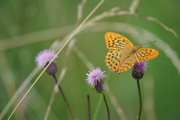 butterfly on flower