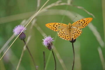 butterfly on flower