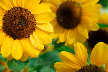Obraz premium closeup beautiful sunflower in the garden, flower background
