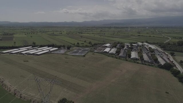 granjas de animales cerdos 