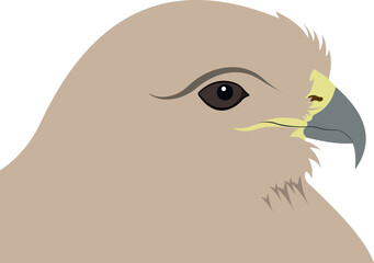 Cartoon falcon head. Wild bird. Vector illustration.