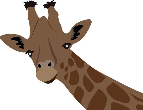 Giraffe with a long neck. Wild animal.
