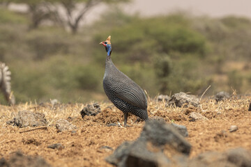 The helmeted guineafowl is the best known of the guineafowl bird family, Numididae, and the only member of the genus Numida.	