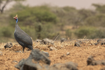 The helmeted guineafowl is the best known of the guineafowl bird family, Numididae, and the only member of the genus Numida.	