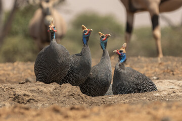 The helmeted guineafowl is the best known of the guineafowl bird family, Numididae, and the only...