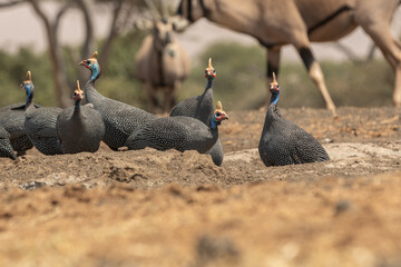 Fototapeta premium The helmeted guineafowl is the best known of the guineafowl bird family, Numididae, and the only member of the genus Numida. 