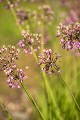 Spring garden design with perennial plants.