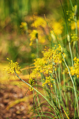 Spring garden design with perennial plants.