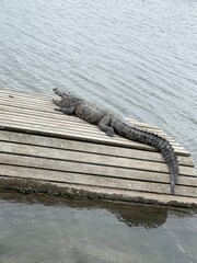 cocodrilo tomando sol