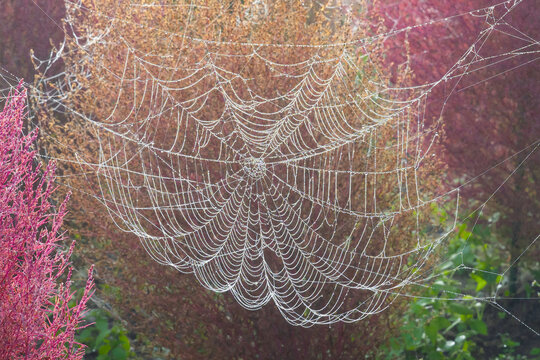 水滴の付いた美しい蜘蛛の巣