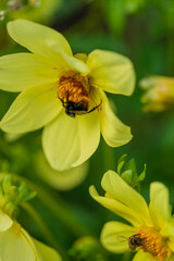 yellow dahlias in the garden