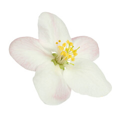 Fototapeta na wymiar Apple tree flower on a white background, flowering tree.
