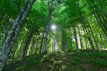 Fototapeta na wymiar beech forest in the irati forest, Navarra, Spain