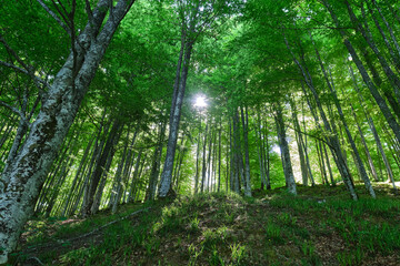 beech forest in the irati forest, Navarra, Spain