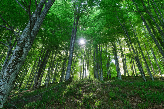 beech forest in the irati forest, Navarra, Spain