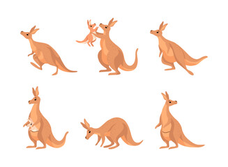 Kangaroo as Australian Animal with Baby Sitting in Pouch and Vector Set