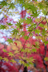 紅葉