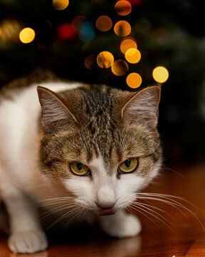 Weihnachtliche Katze