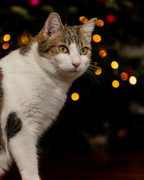 Weihnachtliche Katze