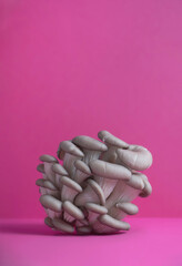 Oyster mushrooms on pink magenta colors background. Trendy composition, minimal. Vertical, closeup