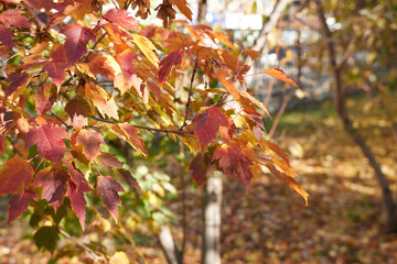 Autumn leaves on a tree branch, close-up. Beautiful autumn photo wallpaper.