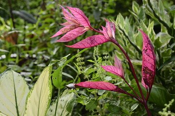 Alternanthera at nature background green