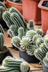 The cactus in the farm