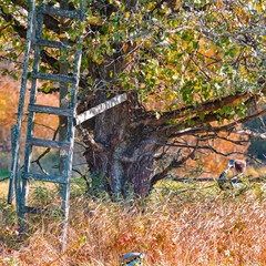 Old Oak Trees With Day Sunlight Against Ladder Stairs and Autumn Scenery of Polesye Natural Resort in Belarus.