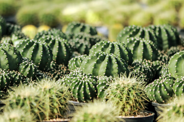 The cactus in the farm